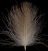 CDC Feather Khaki Campbell